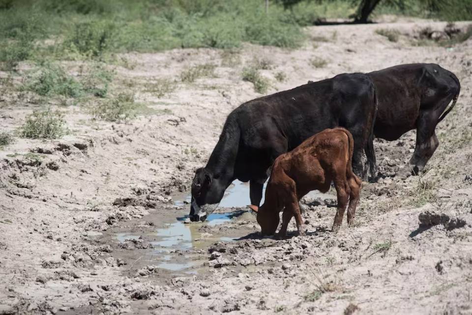 (Mención a Entre Ríos) Histórico: según la Rural, la sequía hizo perder US$3000 millones a la ganadería y sigue generando estragos