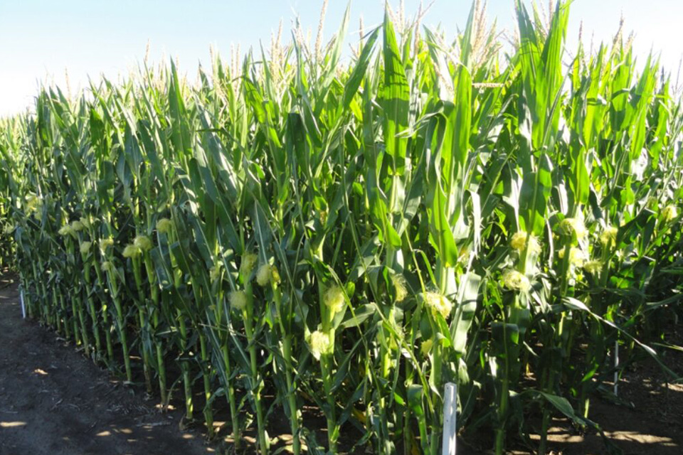 Producción récord de maíz en Entre Ríos