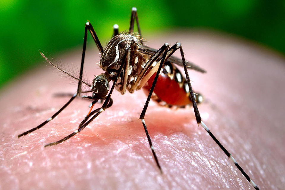 Recién se empezaría a vacunar contra el Dengue