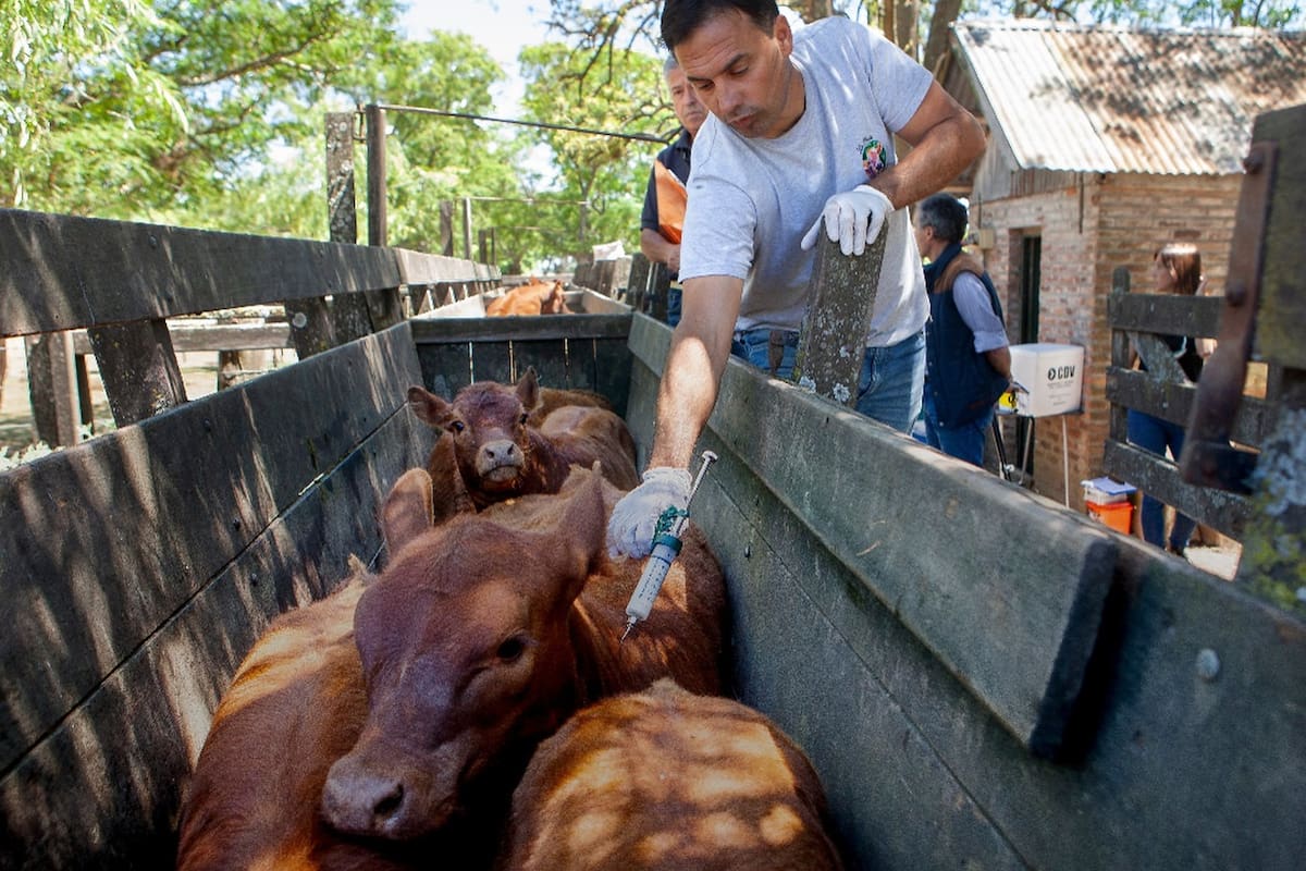 Gobierno actualiza lista de países permitidos para la importación de productos veterinarios e incluye a Brasil