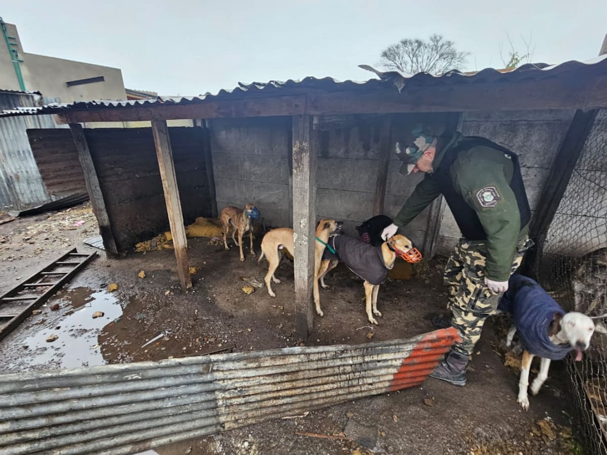 Desmantelan una red ilegal de carreras de galgos en la provincia de Buenos Aires