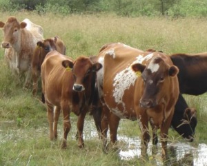 El INTA finaliza su programa de Bovino Criollo en Tucumán y traslada el rodeo a Corrientes tras 65 años de historia