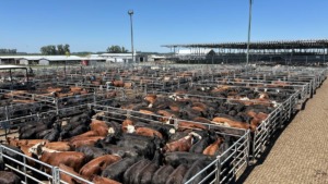 Mercado Agroganadero de Cañuelas cierra la semana en crecimiento con cifras positivas y buenas perspectivas