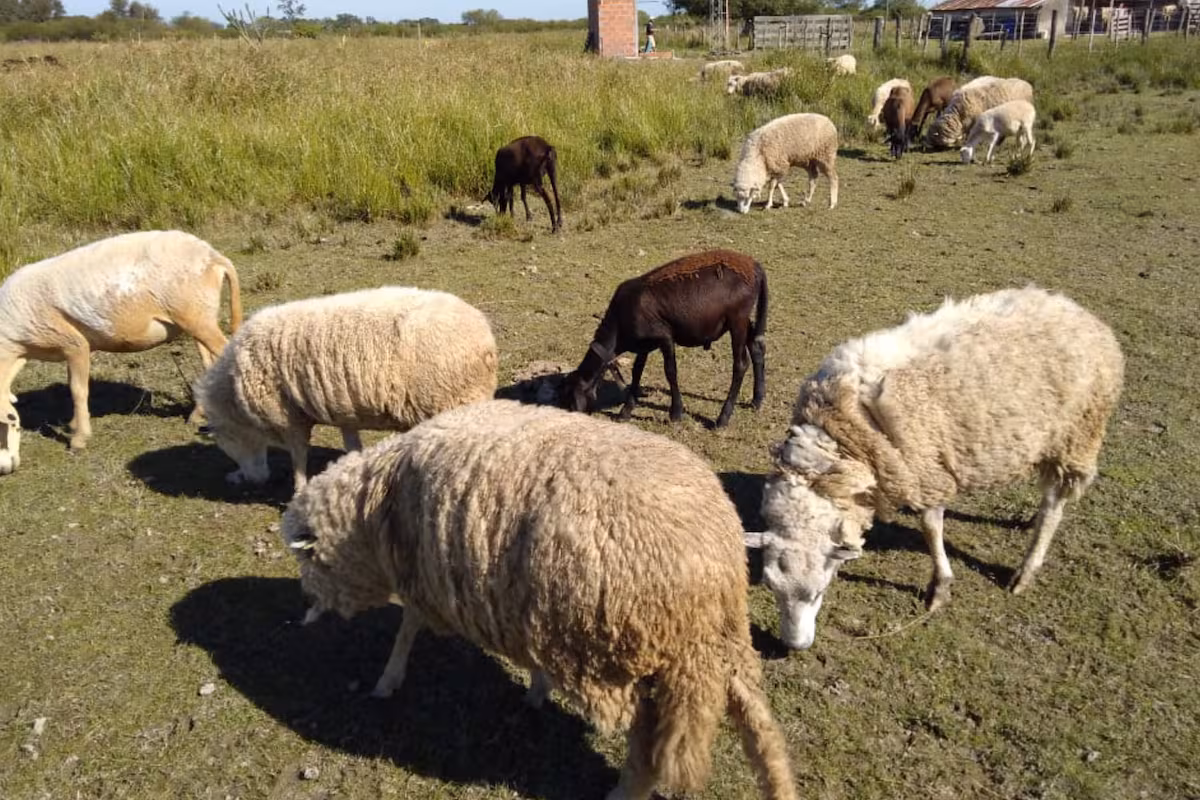 Una enfermedad de origen animal, crónica y silenciosa que puede controlarse